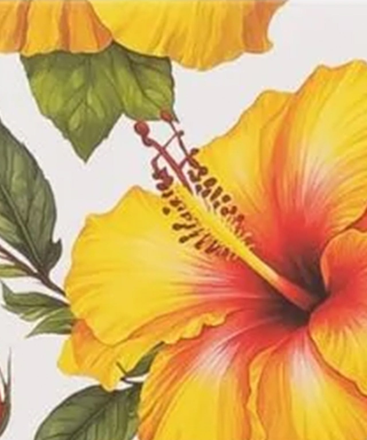 Hibiscus bath & body collection